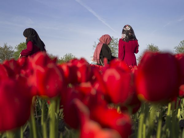 Drie dames in een tulpenveld