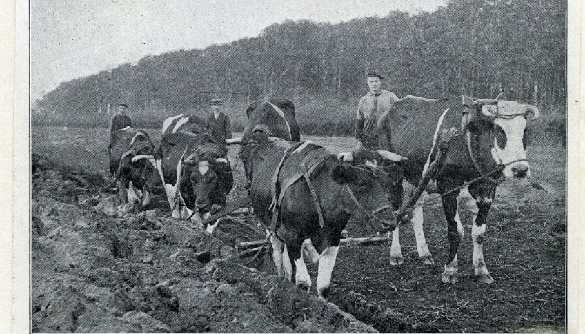 Zwartwit foto koeien en een drie mannen